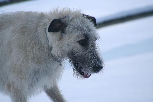 A dog image from https://images.dog.ceo/breeds/wolfhound-irish/n02090721_870.jpg