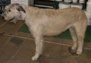 wolfhound